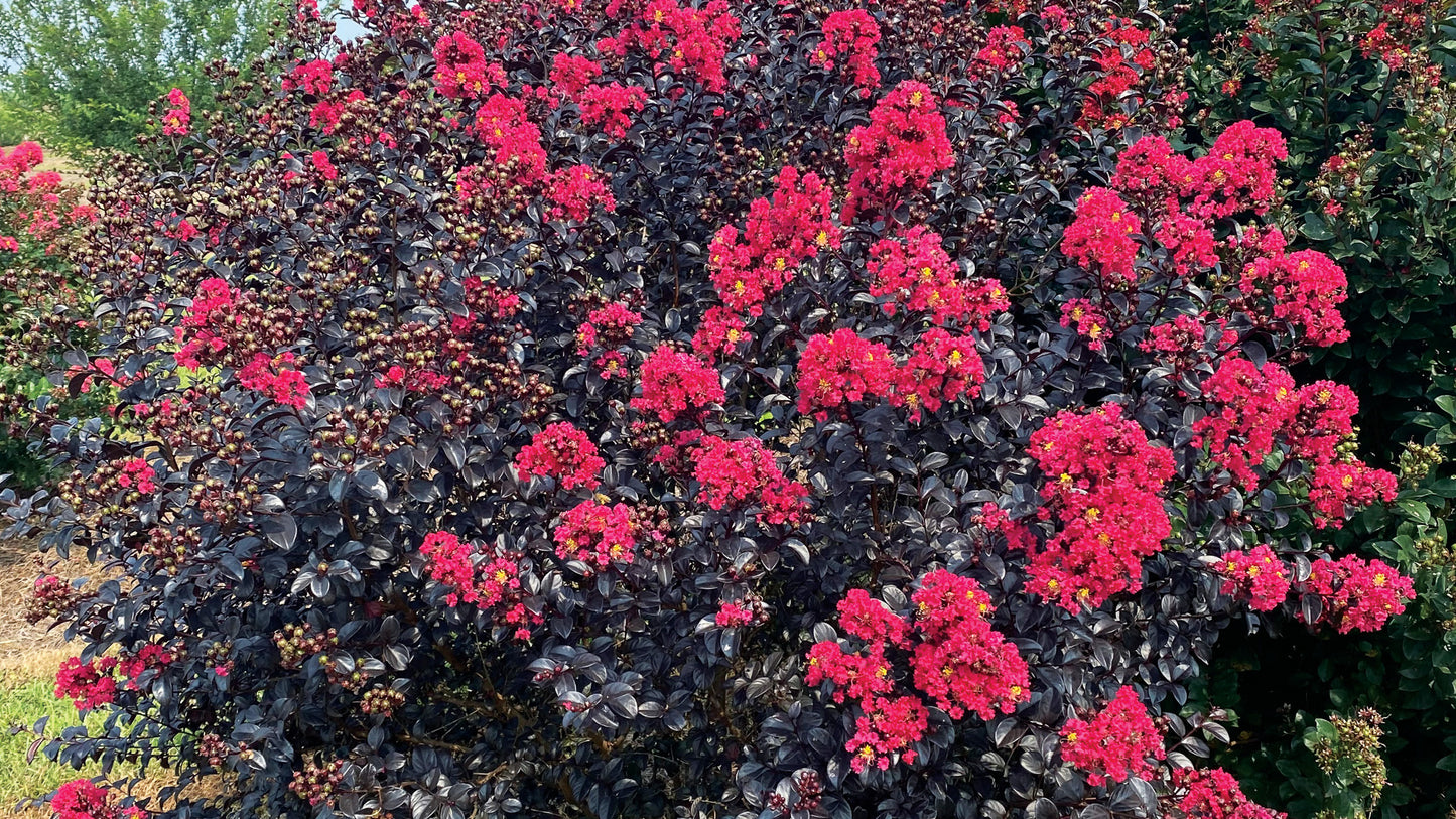 SHADOW MAGIC CRAPE MYRTLE 2gal