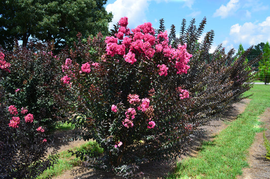 TWILIGHT MAGIC CRAPE MYRTLE 3gal