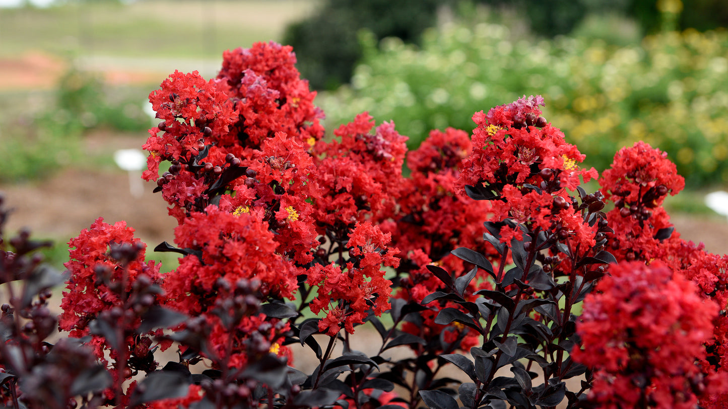 SUNSET MAGIC CRAPE MYRTLE 2gal