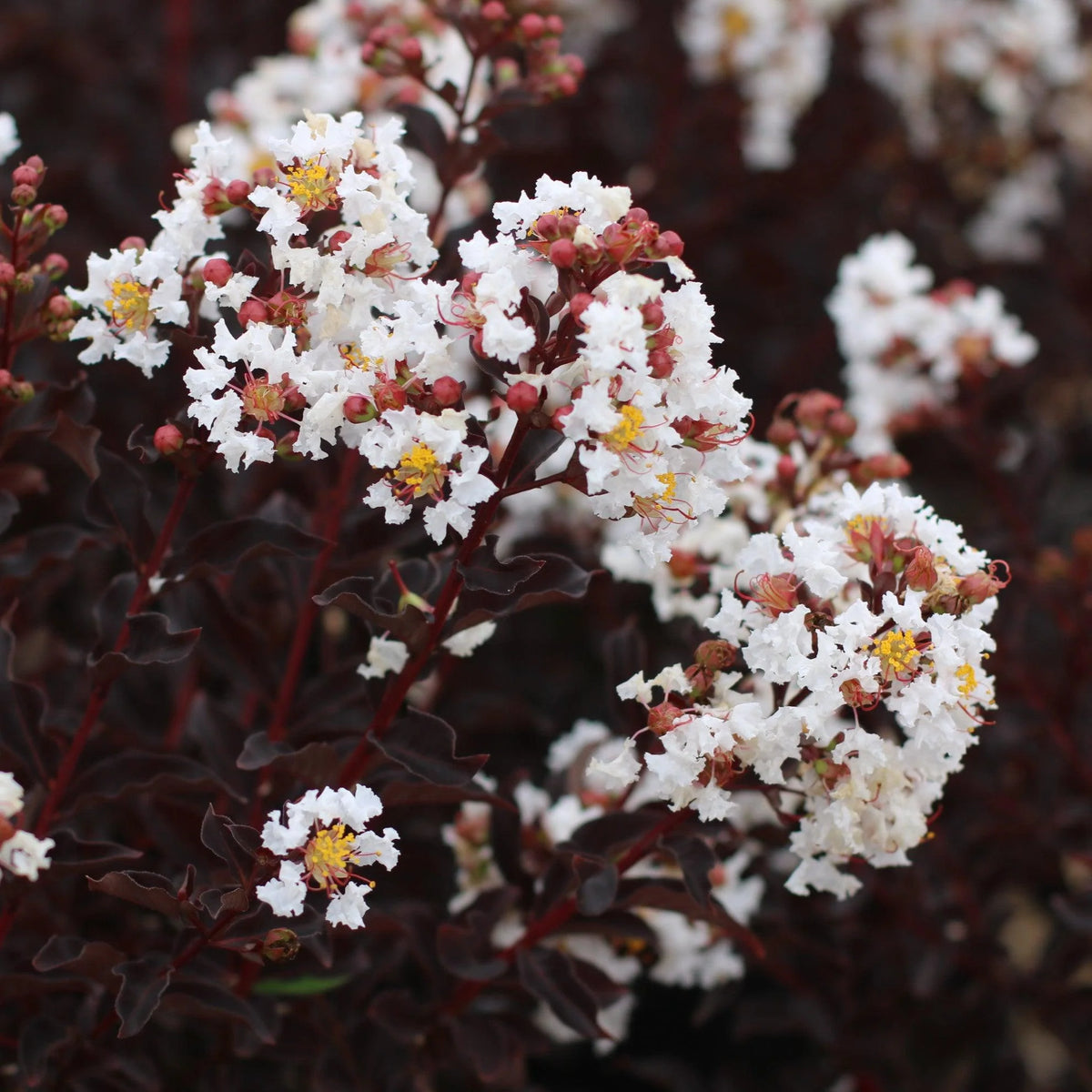 CRYSTALLINE CRAPE MYRTLE 2gal