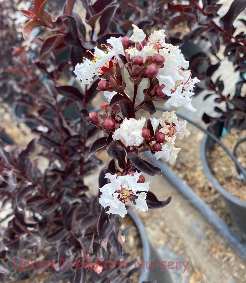 CRYSTALLINE CRAPE MYRTLE 2gal