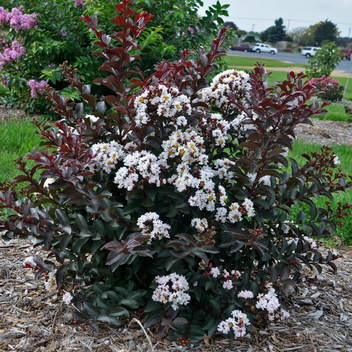 LIKE A LATTE CRAPE MYRTLE 5gal
