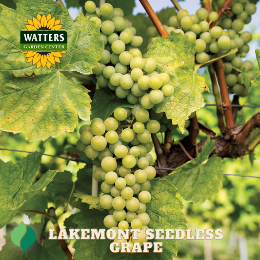 Lakemont Seedless Grape - 1 gal