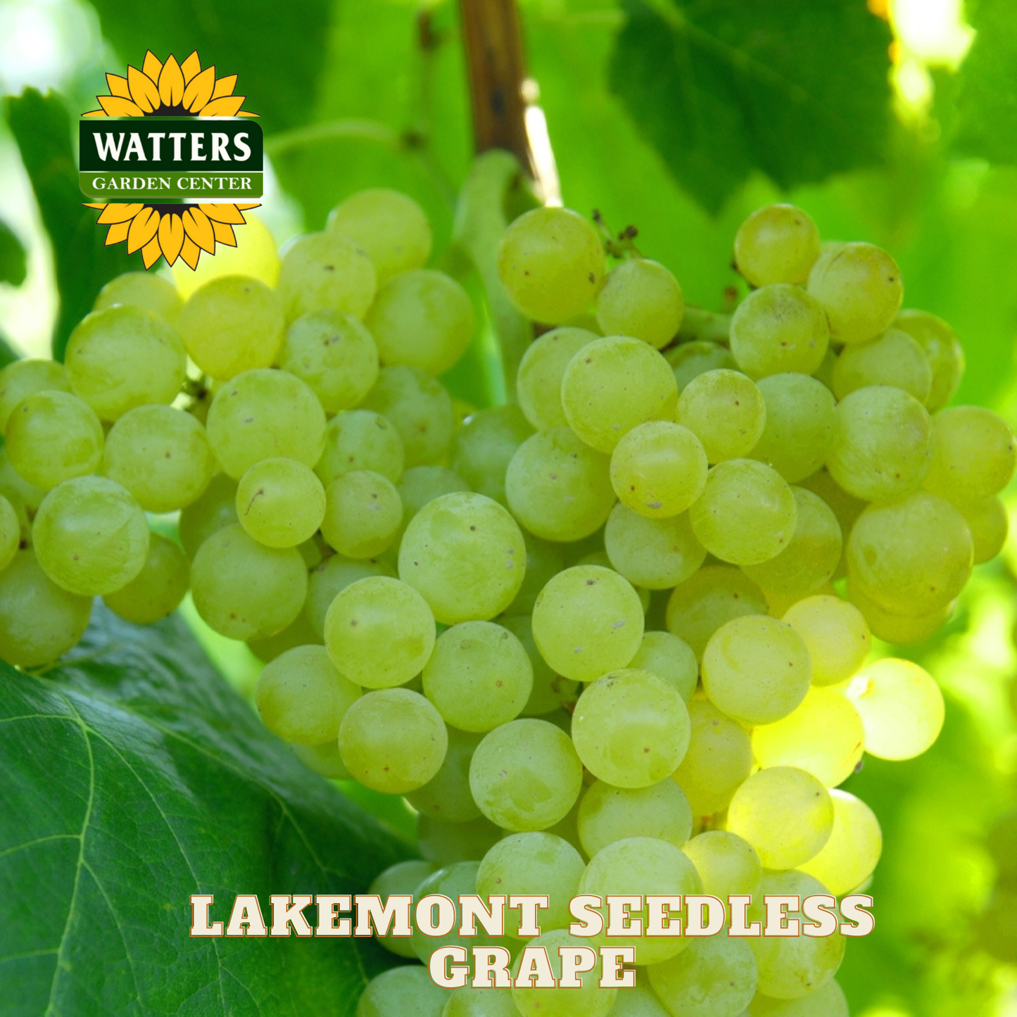 Lakemont Seedless Grape - 1 gal