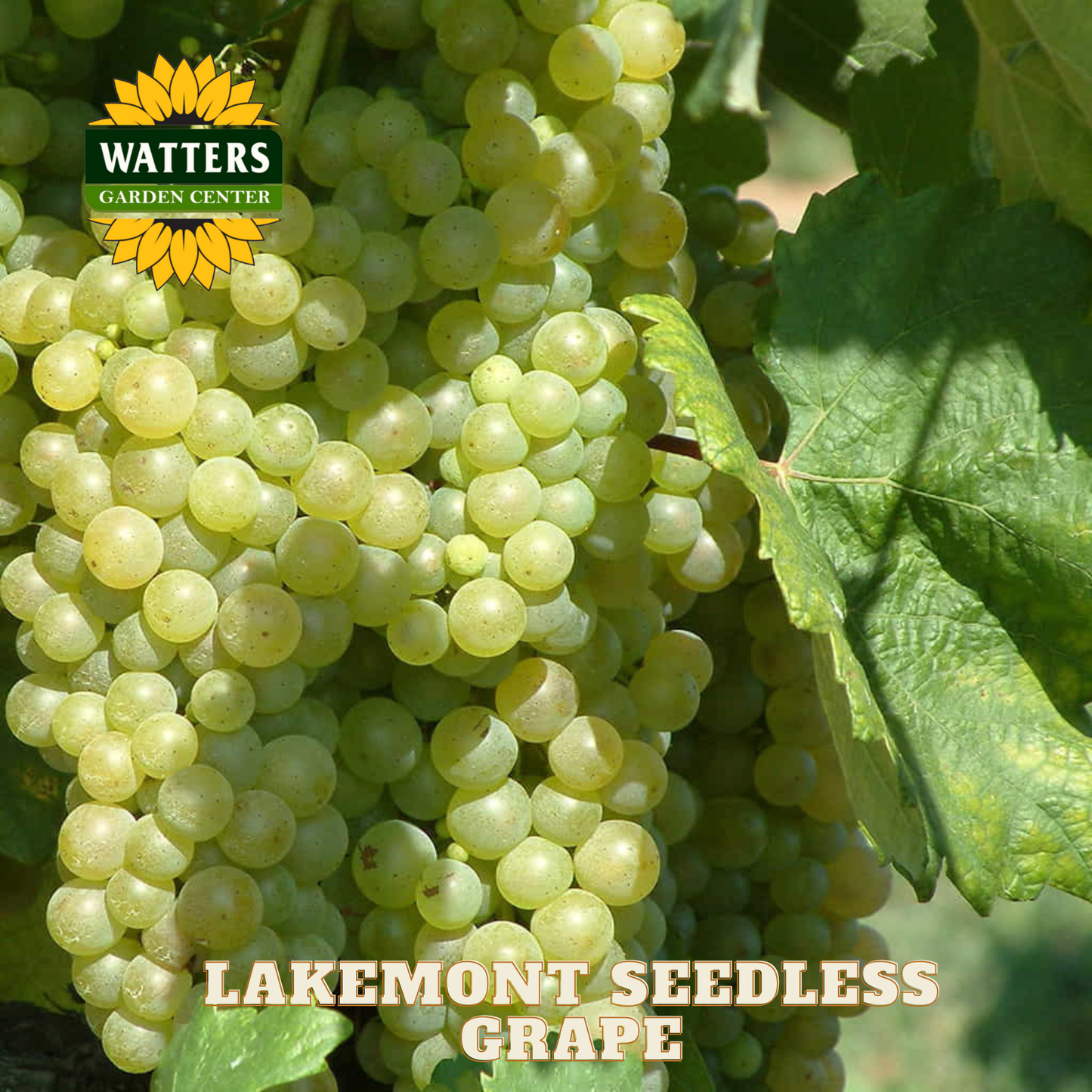 Lakemont Seedless Grape - 1 gal