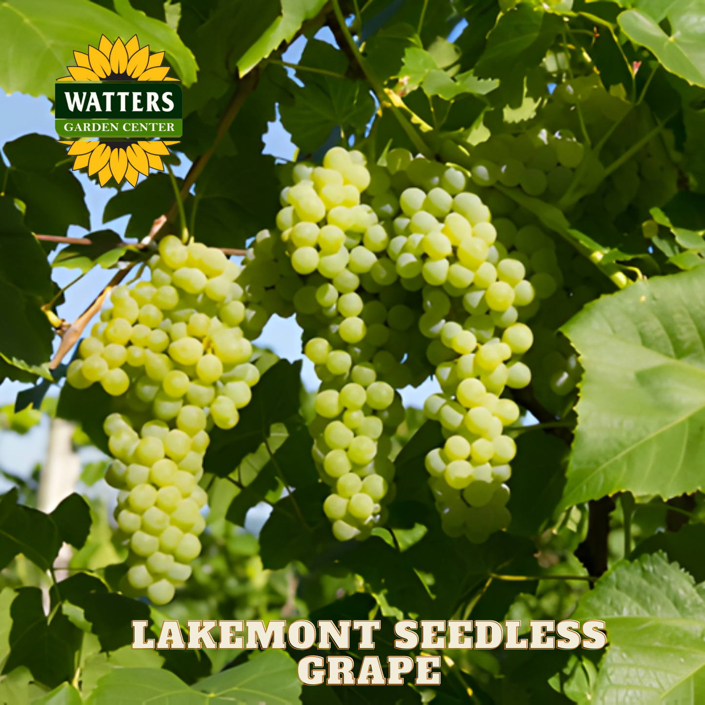 Lakemont Seedless Grape - 1 gal