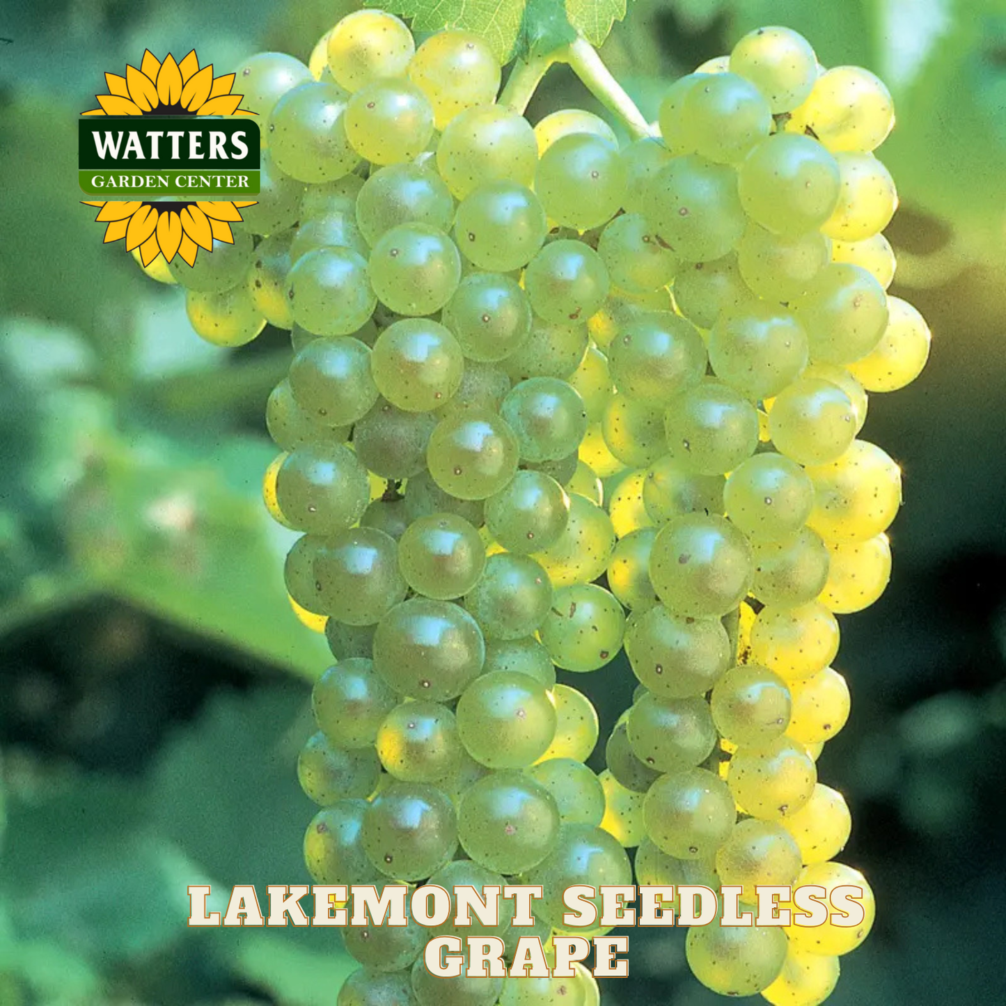 Lakemont Seedless Grape - 1 gal