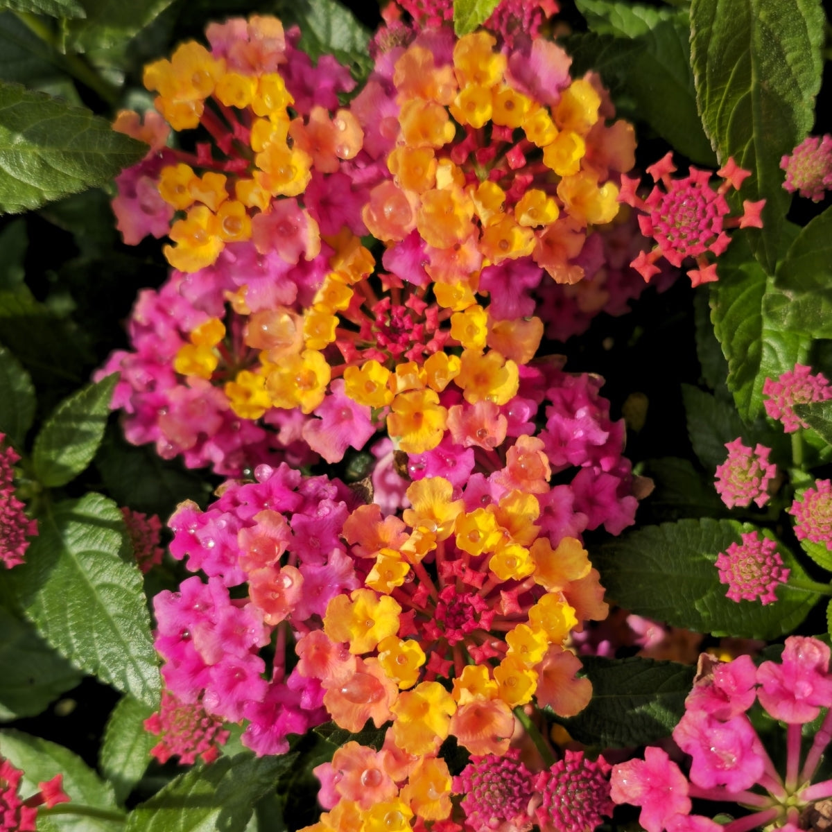 PASSIONFRUIT LANTANA 4in