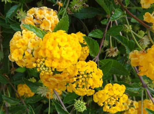 LITTLE LUCKY POT OF GOLD LANTANA 4in