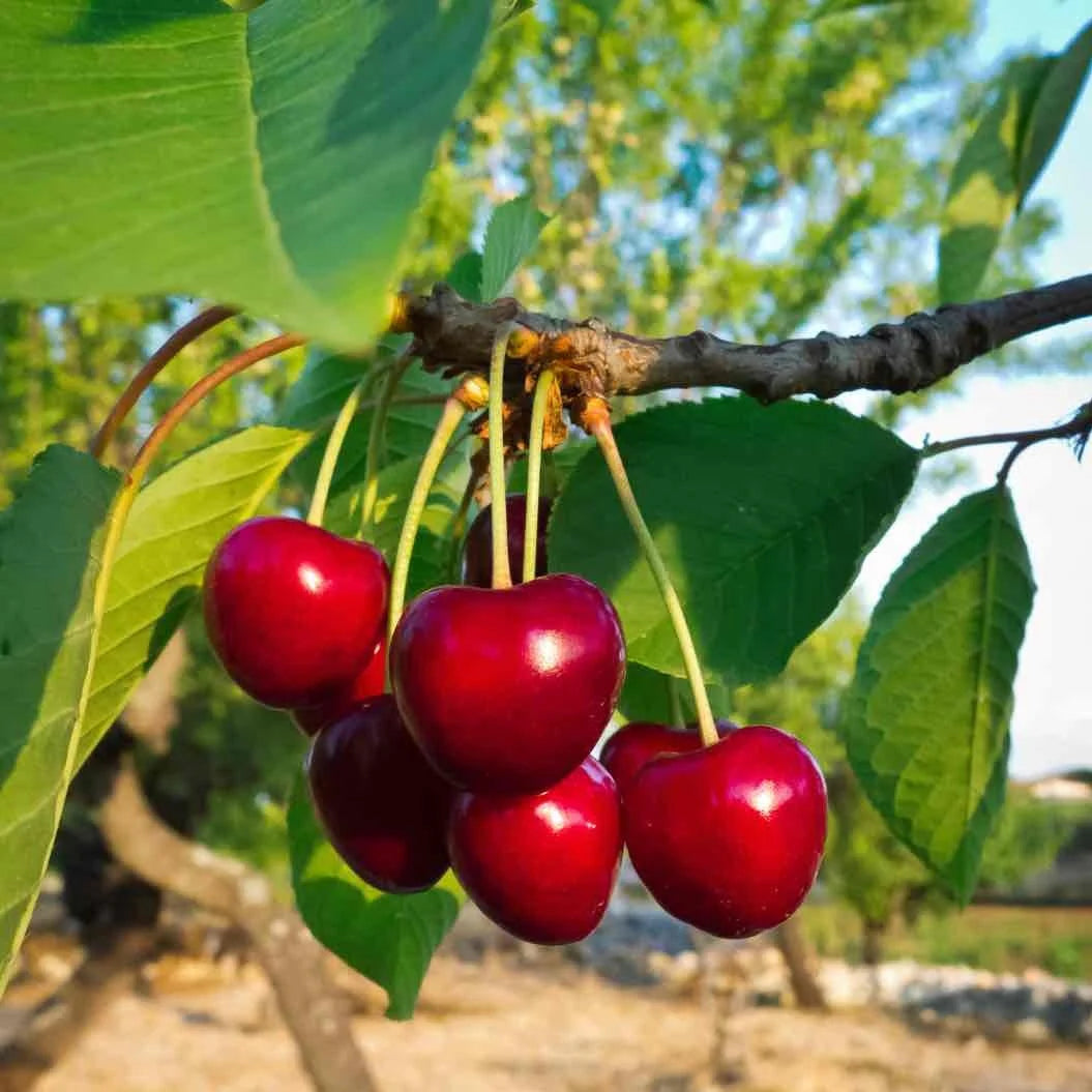 LAPINS CHERRY TREE 5gal
