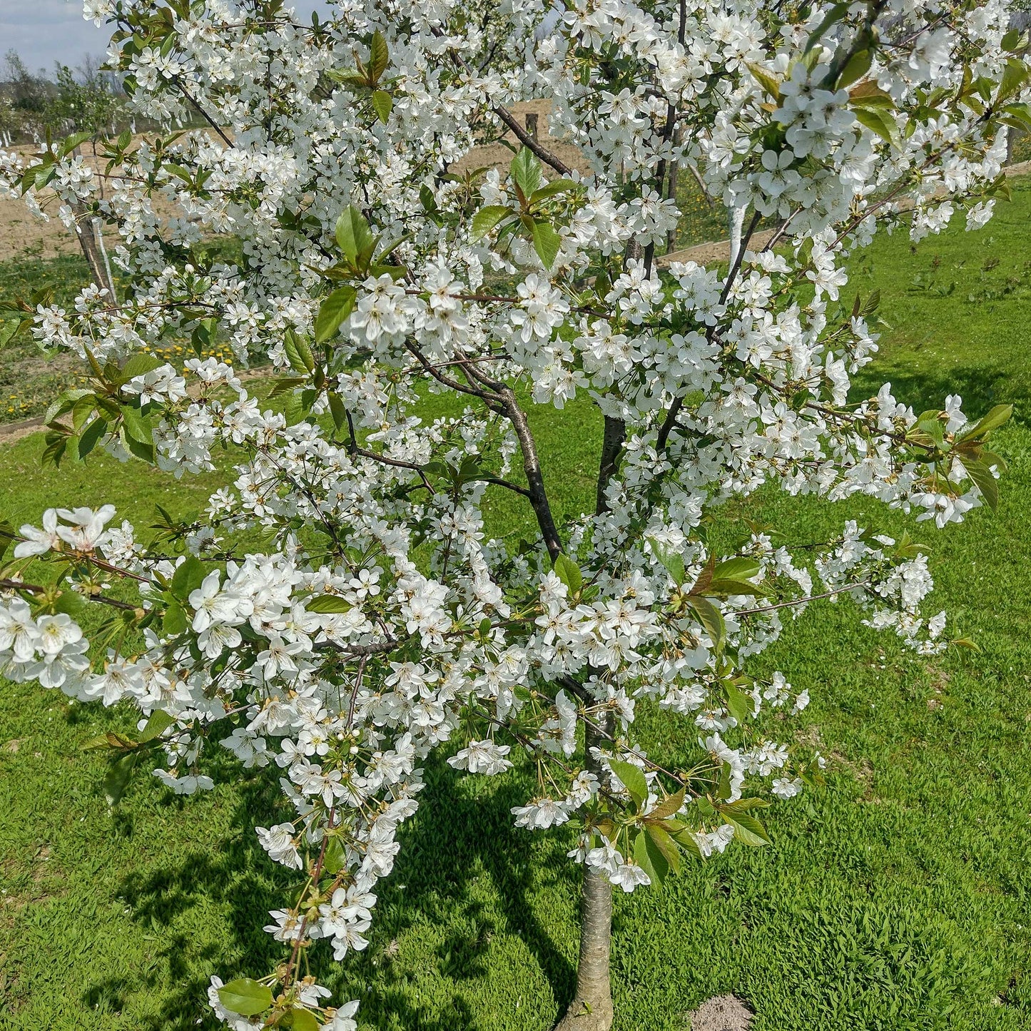 LAPINS CHERRY TREE 5gal