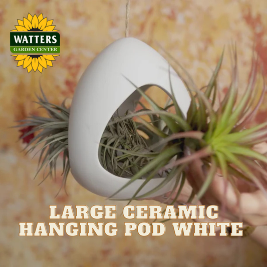 White ceramic hanging pod with air plants on a blurred background, featuring Watters Garden Center logo.