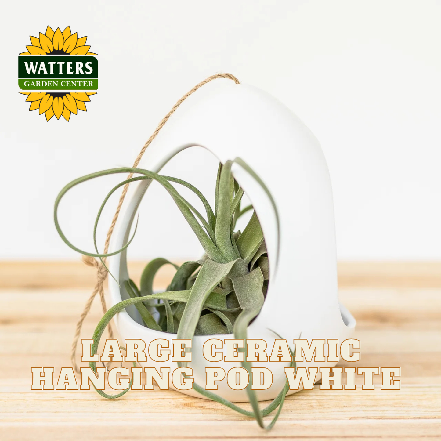 Large ceramic hanging pod with plant on a wooden surface, featuring Watters Garden Center logo.