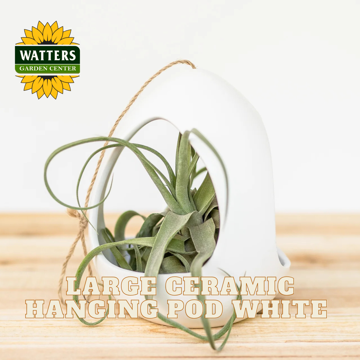 Large ceramic hanging pod with plant on a wooden surface, featuring Watters Garden Center logo.