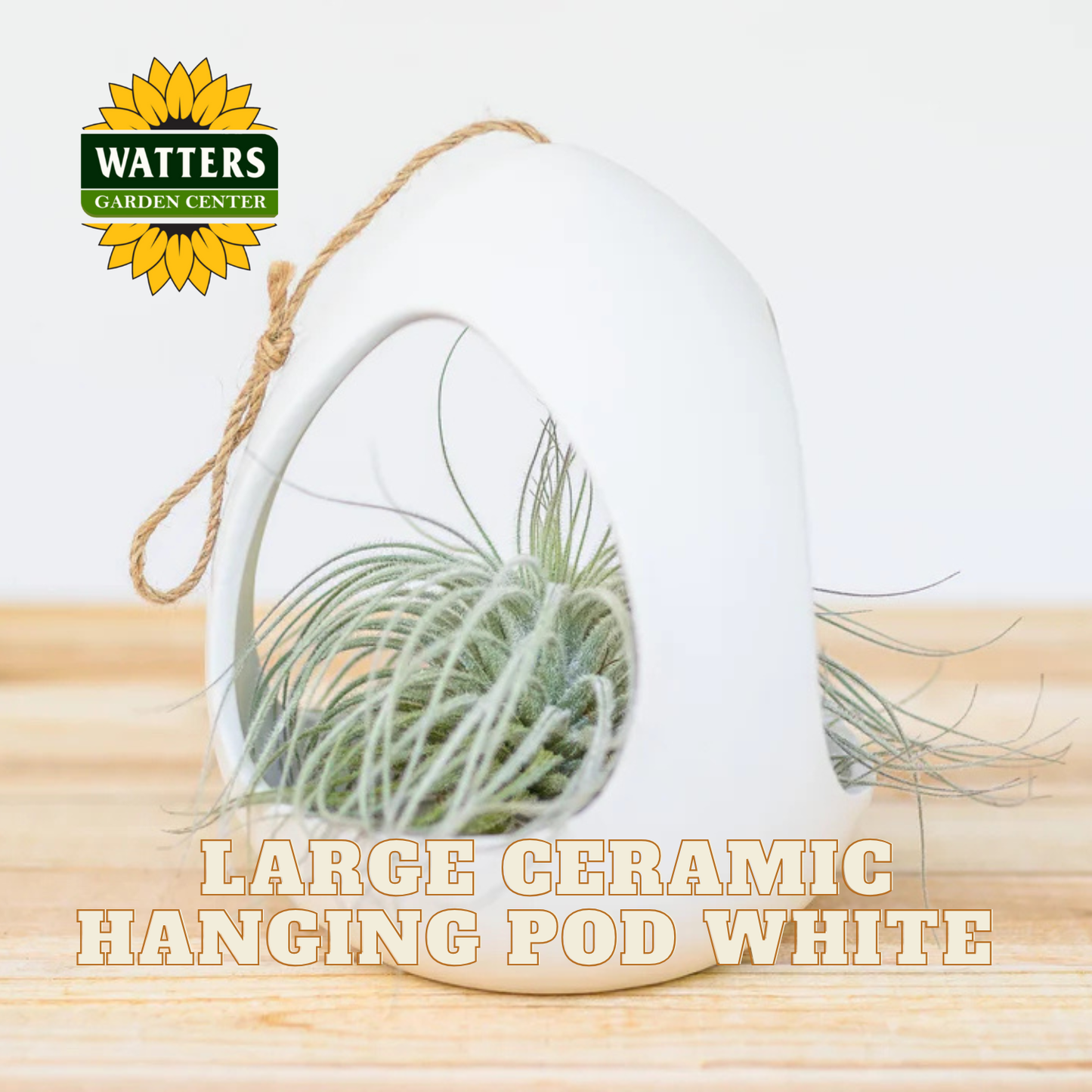 Large ceramic hanging pod with air plants on a wooden surface, featuring Watters Garden Center branding.