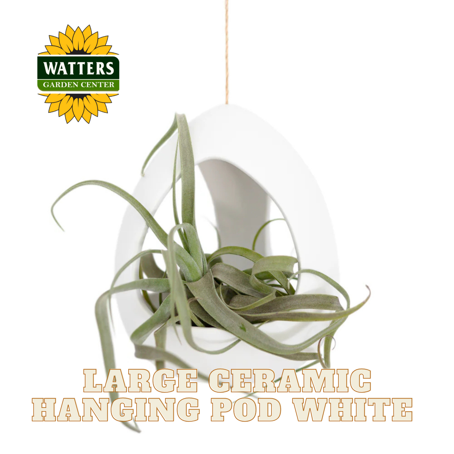 Large ceramic hanging pod with air plants on a white background, featuring Watters Garden Center logo.