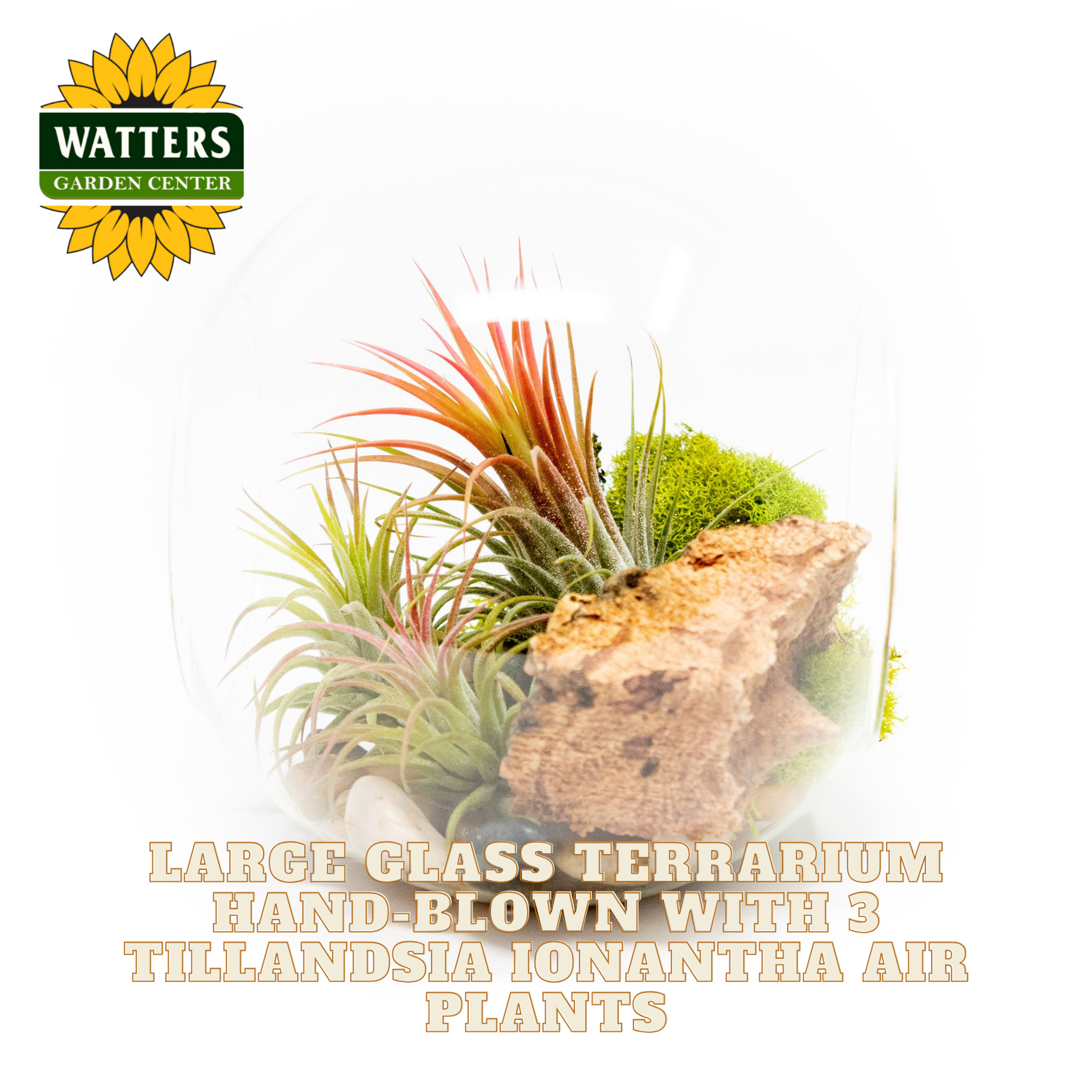 Large glass terrarium with Tillandsia ionantha air plants and Watters Garden Center logo.