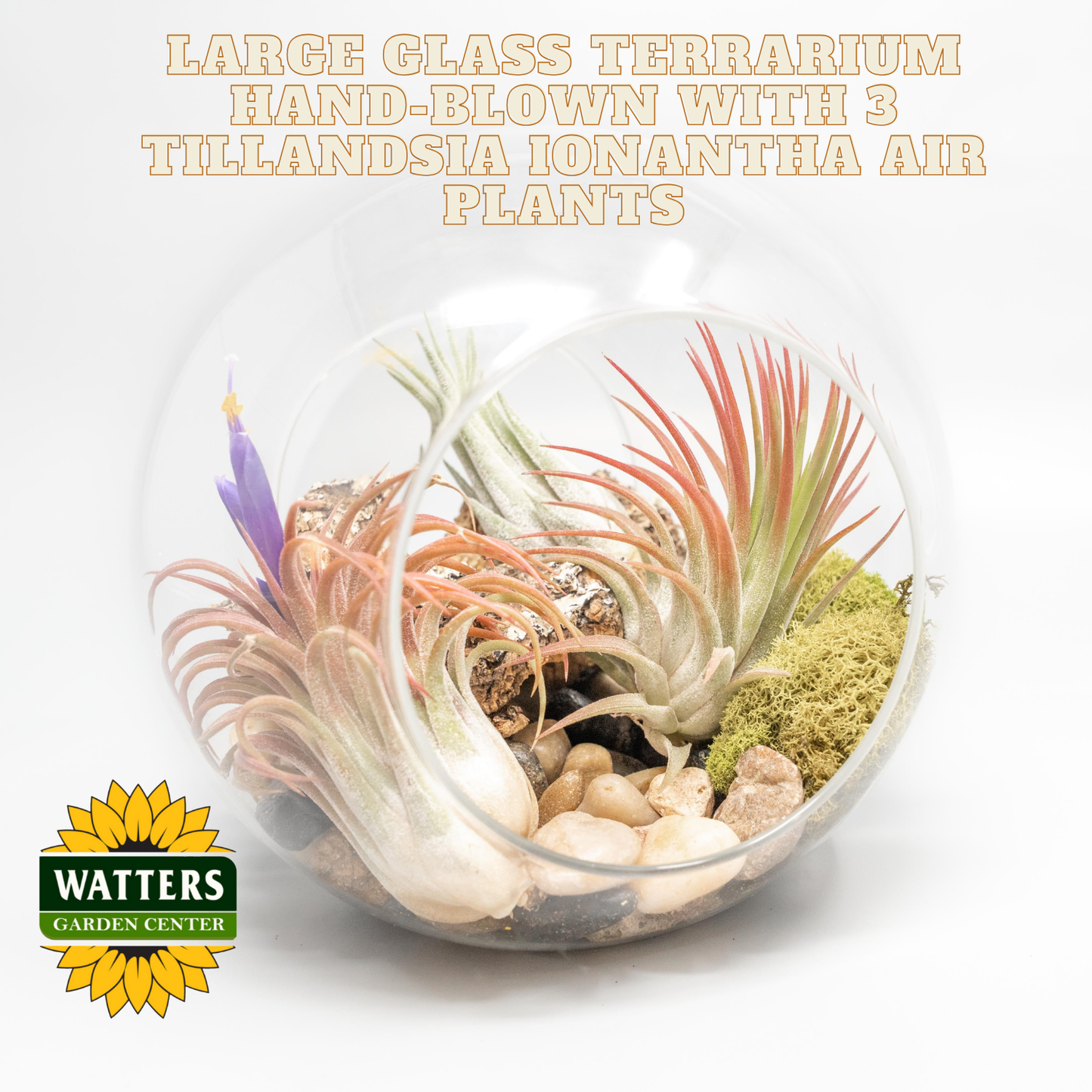 Large glass terrarium with Tillandsia ionantha air plants on a white background, featuring Watters Garden Center logo.