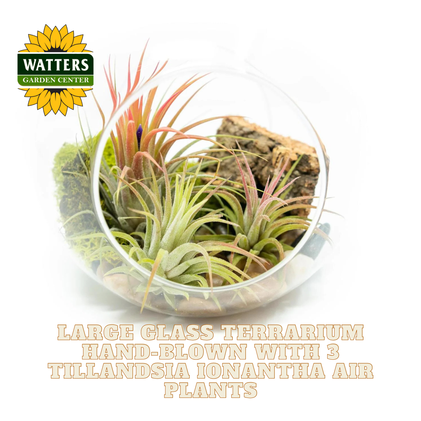 Large glass terrarium with Tillandsia ionantha air plants and Watters Garden Center logo.