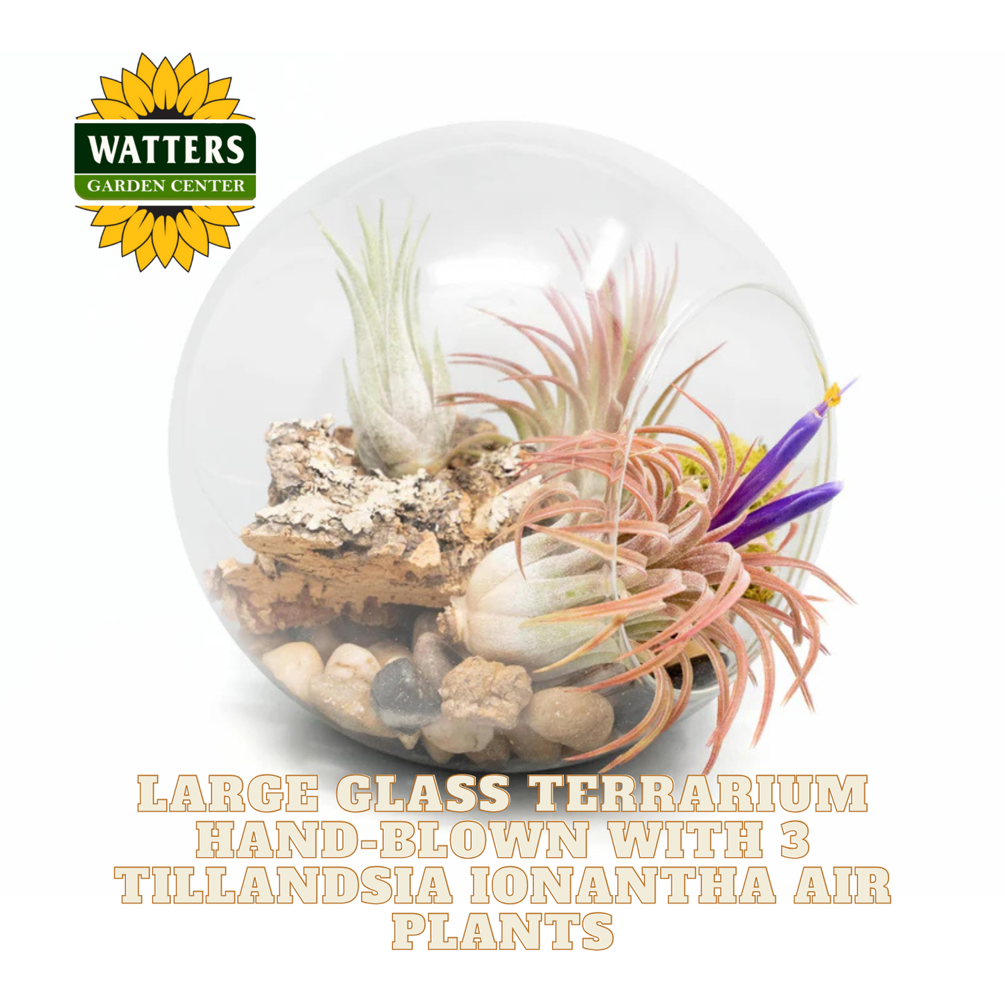 Large glass terrarium with Tillandsia ionantha air plants and Watters Garden Center logo.