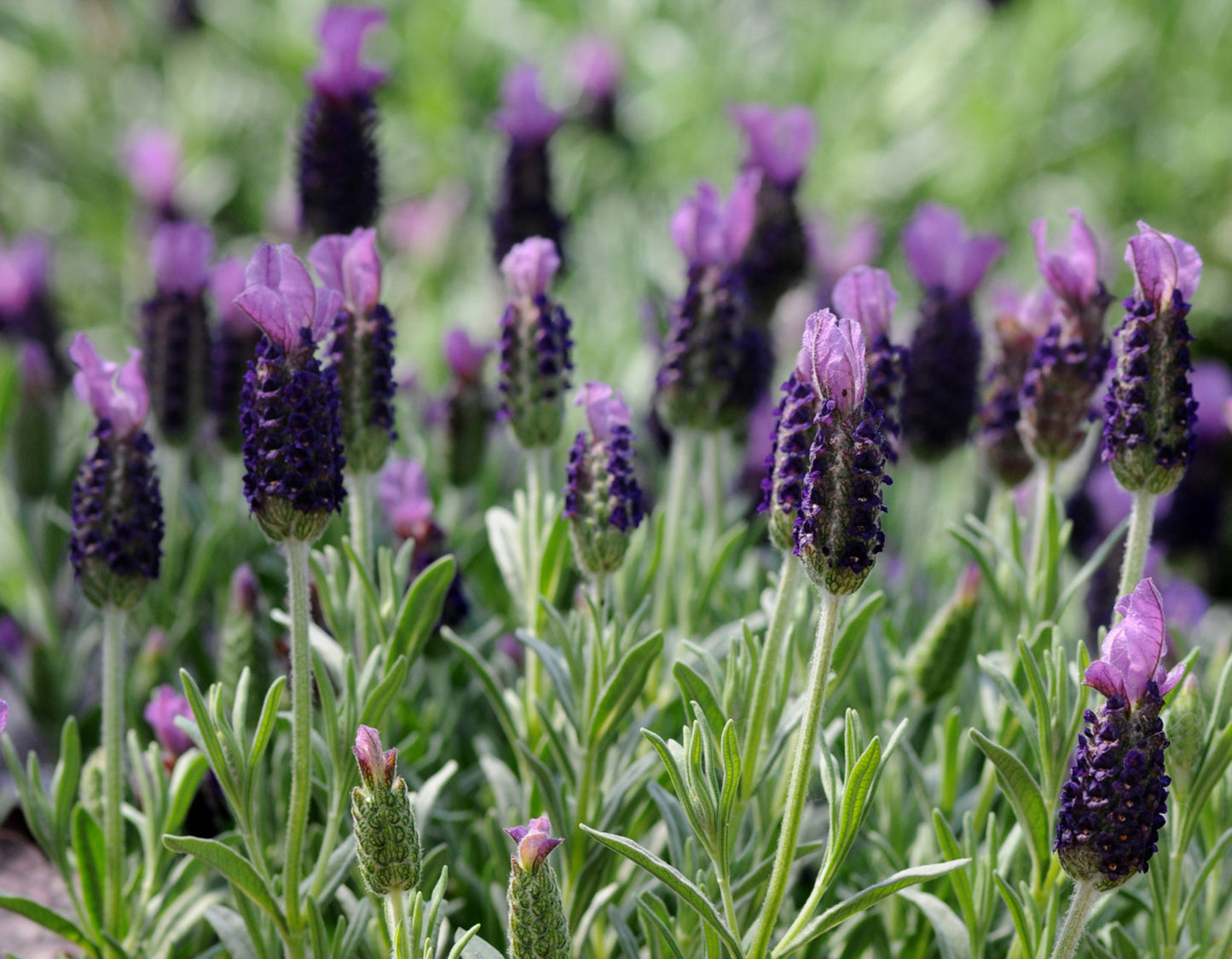 ANOUK PURPLE MEDLEY LAVENDER 1gal