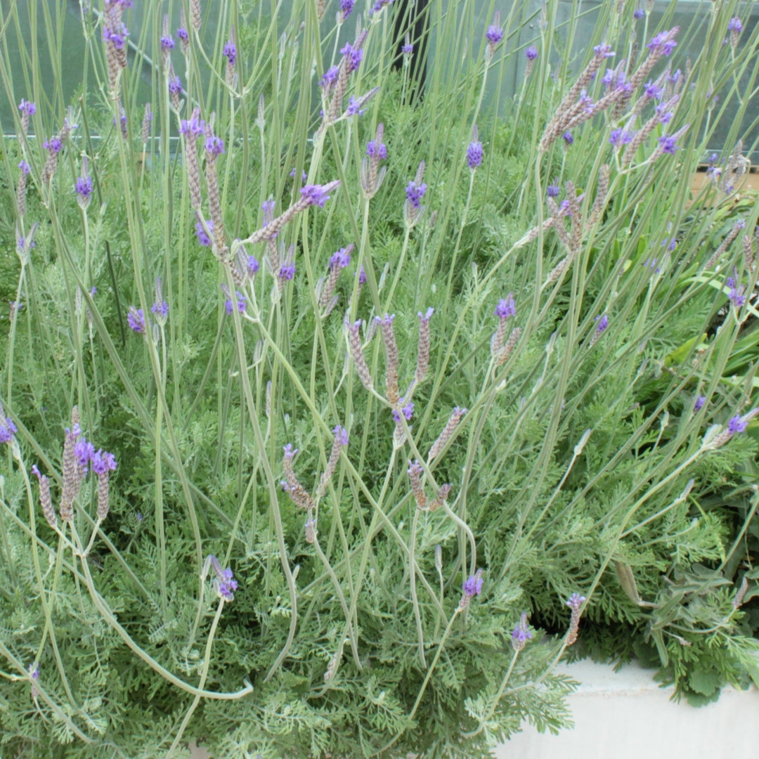 PINNATA LACELAF LAVENDER 1 GAL
