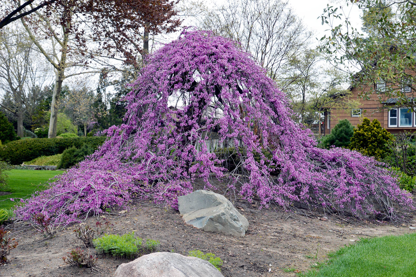 LAVENDER TWIST WEEPING REDBUD TREE 5gal