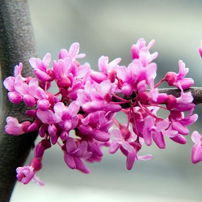LAVENDER TWIST WEEPING REDBUD TREE 5gal
