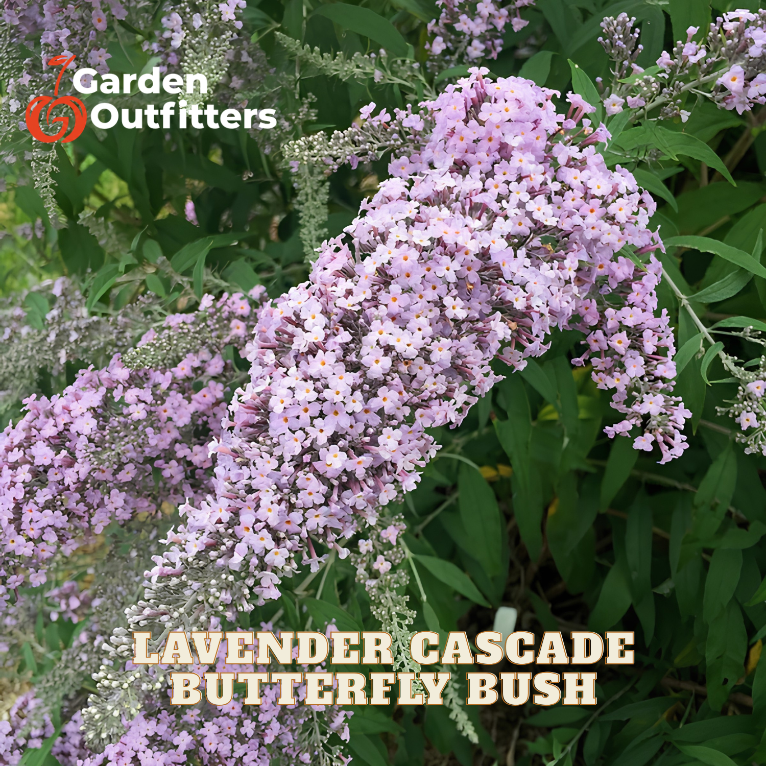 Lavender Cascade Butterfly Bush in full bloom with dense clusters of light purple flowers and green leaves, featuring a Garden Outfitters logo and 'LAVENDER CASCADE BUTTERFLY BUSH' text overlay.