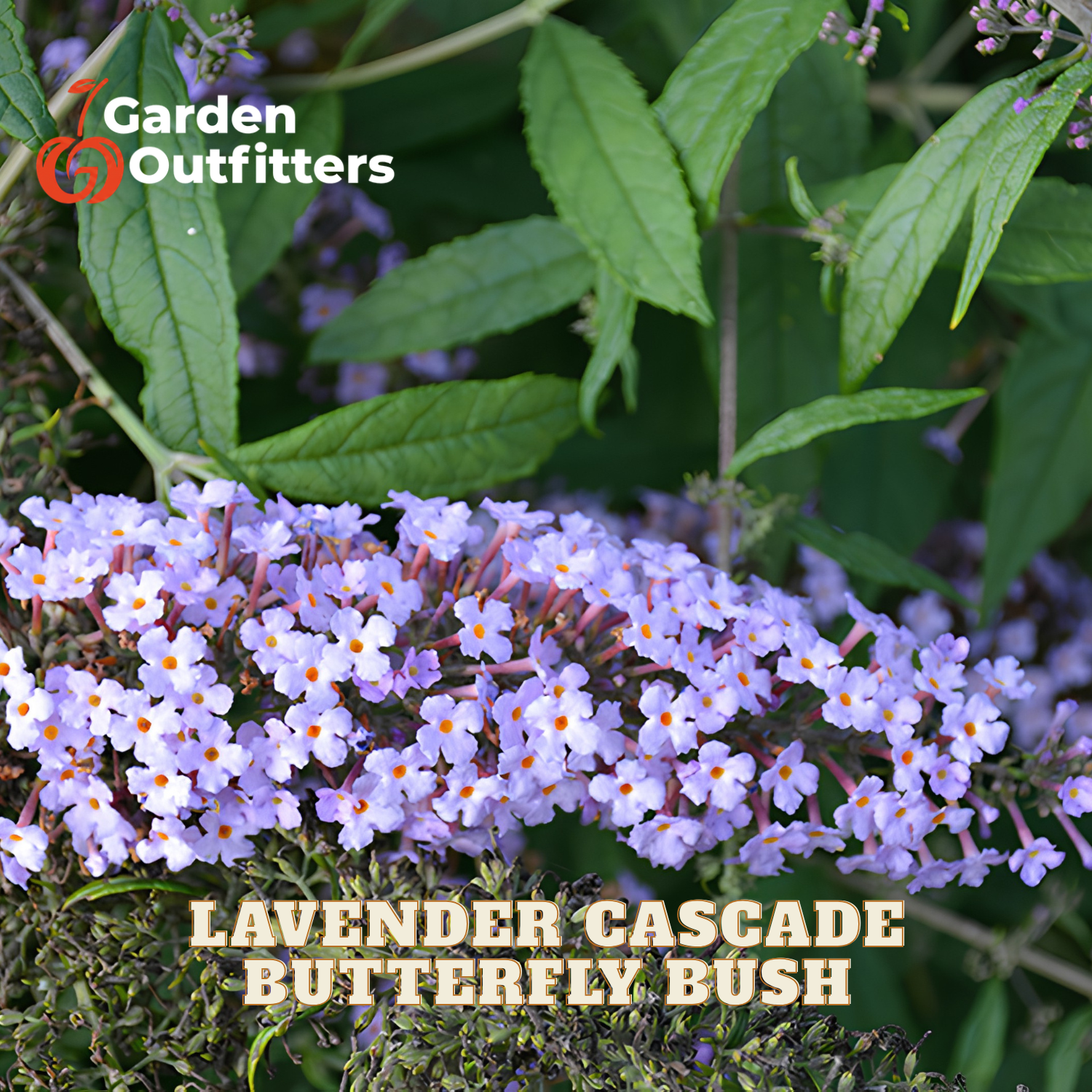 Lavender Cascade Butterfly Bush with dense clusters of light purple flowers and green leaves, featuring a Garden Outfitters logo and 'LAVENDER CASCADE BUTTERFLY BUSH' text overlay.
