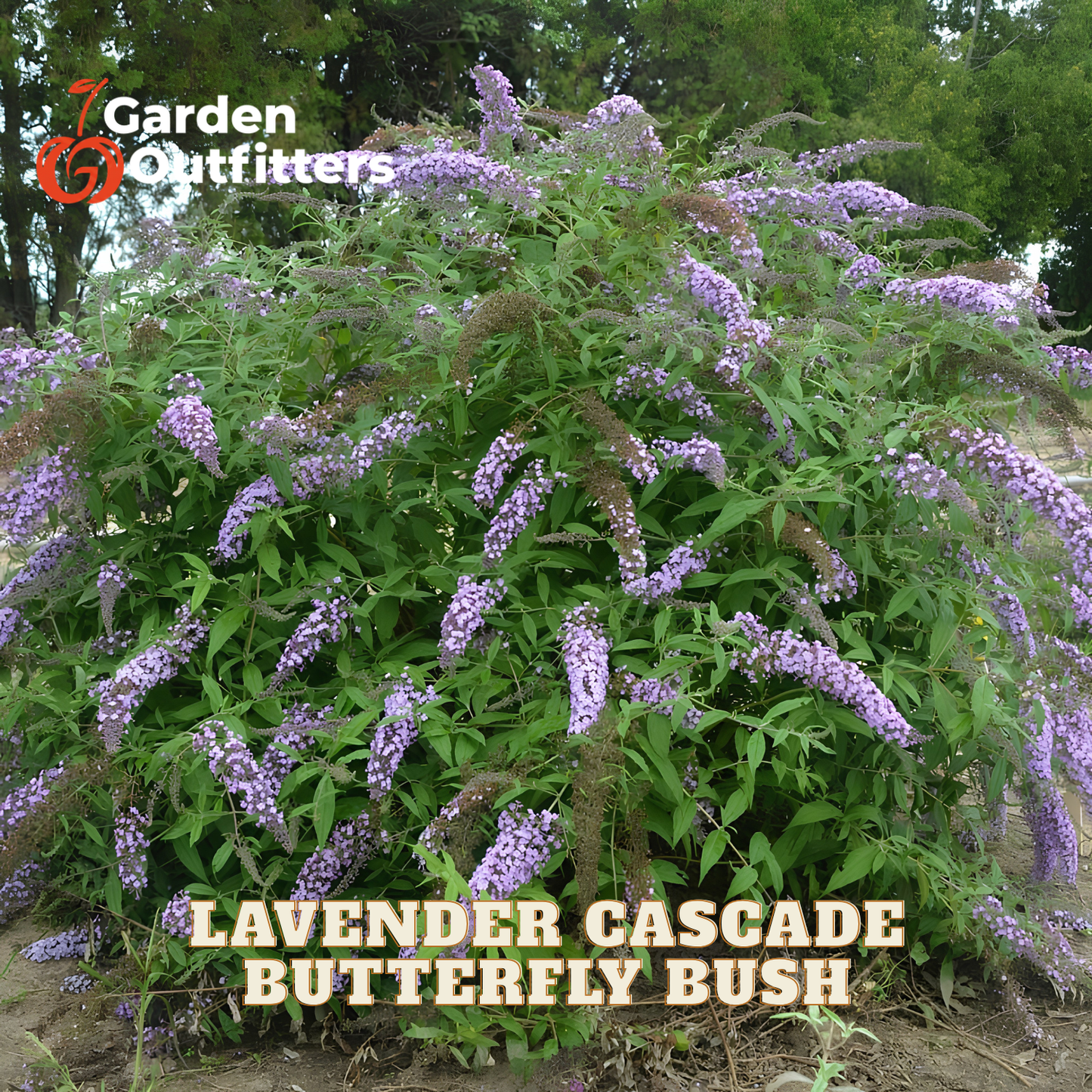 Lavender Cascade Butterfly Bush with dense clusters of light purple flowers and green foliage, shown outdoors with Garden Outfitters branding and product text overlays.
