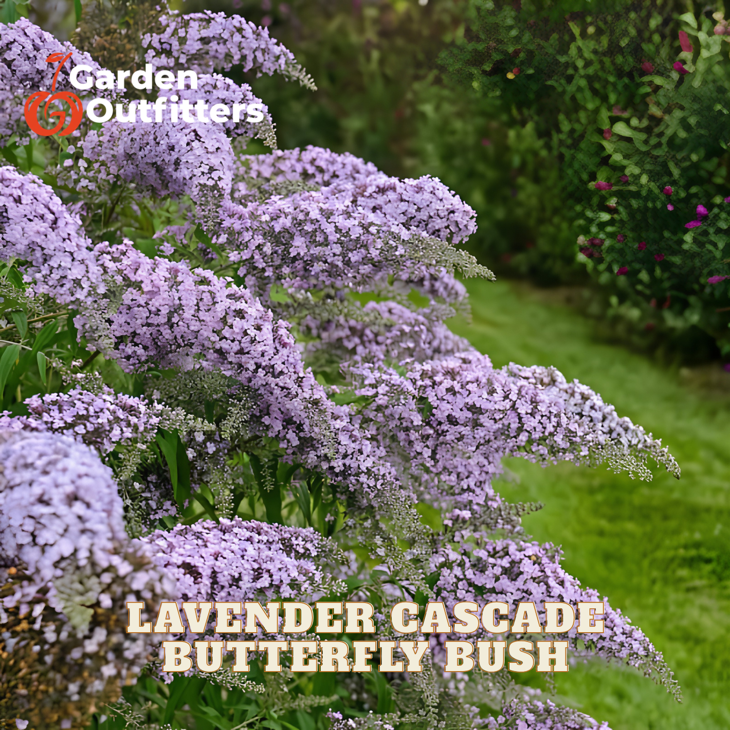 Lavender Cascade Butterfly Bush in full bloom with dense clusters of light purple flowers, shown in a garden setting with green grass and foliage in the background. Text overlays read 'Garden Outfitters' and 'LAVENDER CASCADE BUTTERFLY BUSH'.