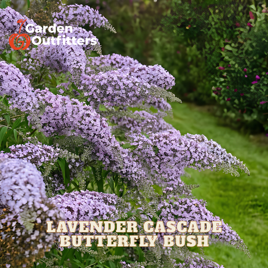 Lavender Cascade Butterfly Bush in full bloom with dense clusters of light purple flowers, shown in a garden setting with green grass and foliage in the background. Text overlays read 'Garden Outfitters' and 'LAVENDER CASCADE BUTTERFLY BUSH'.