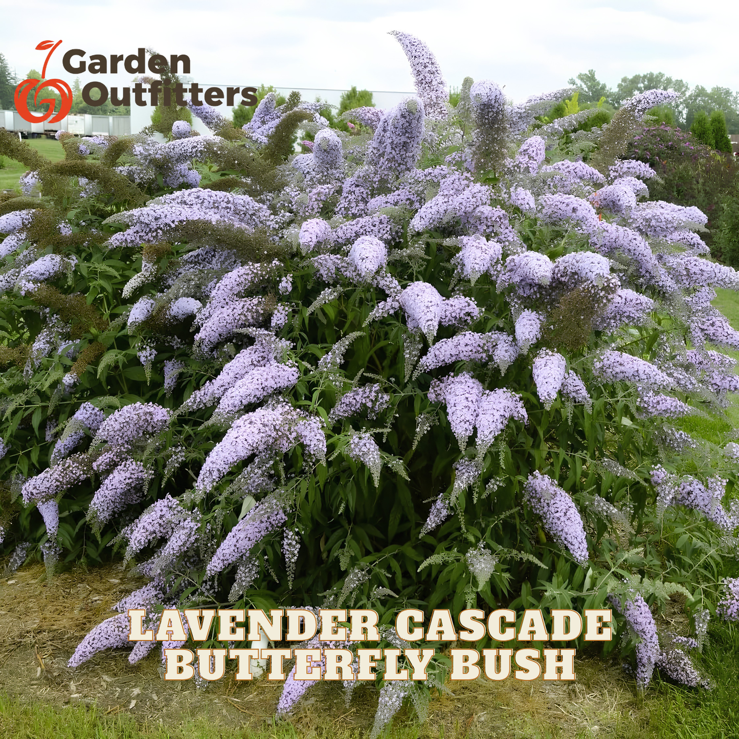 Lavender Cascade butterfly bush in full bloom with dense clusters of light purple flowers and green foliage, shown outdoors with Garden Outfitters branding and product text overlays.