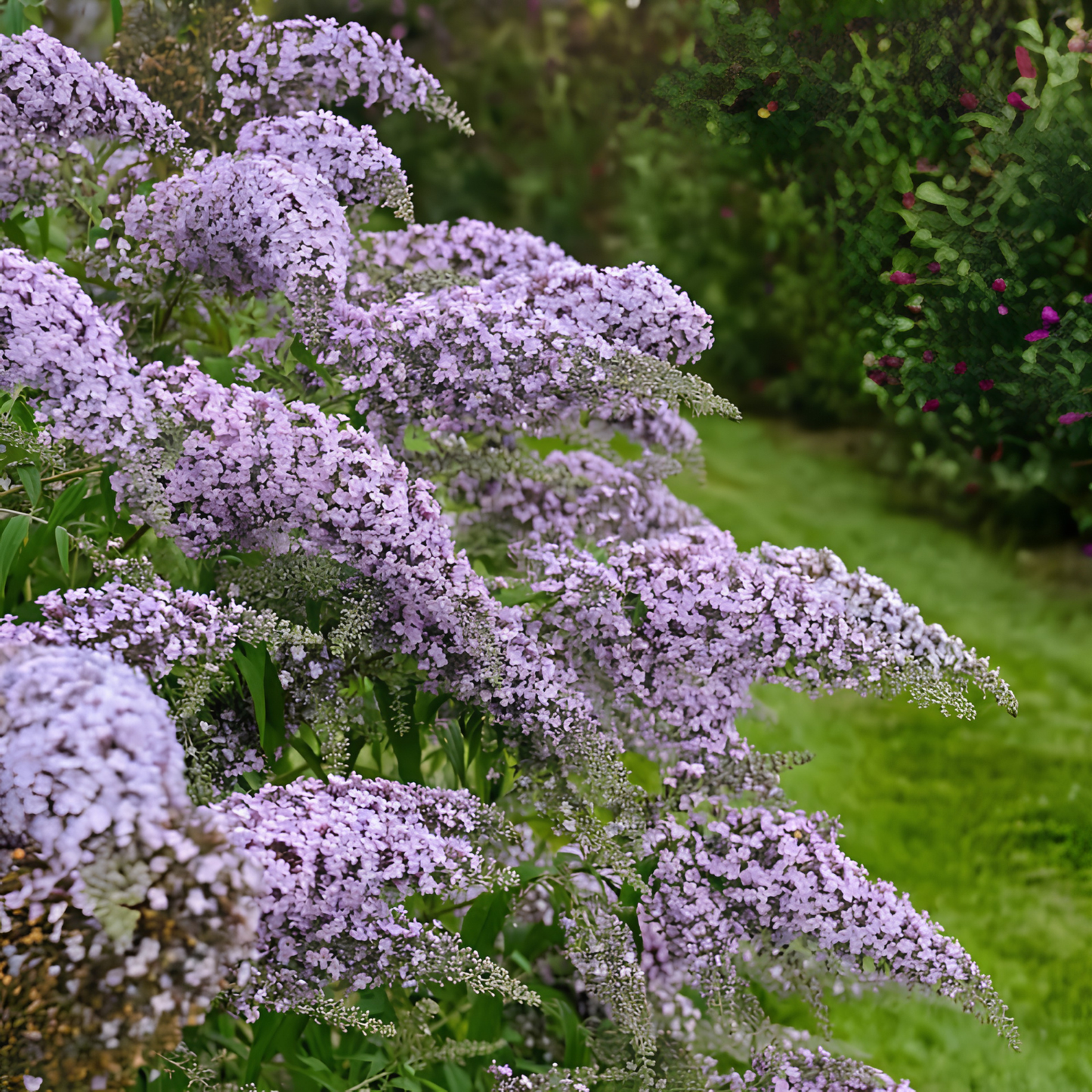 Purple butterfly bush flowers in full bloom with green foliage in a garden setting.