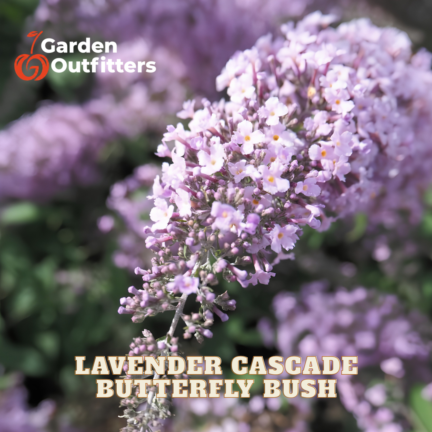 Lavender Cascade butterfly bush with dense clusters of light purple flowers, shown in a close-up garden-style photo with the Garden Outfitters logo and product text overlay.