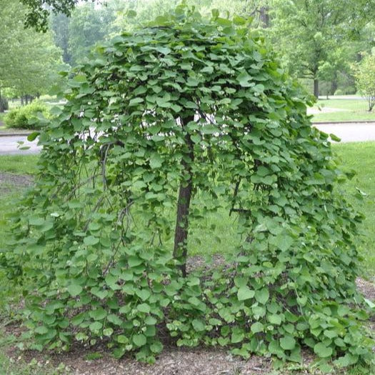 LAVENDER TWIST WEEPING REDBUD TREE 5gal