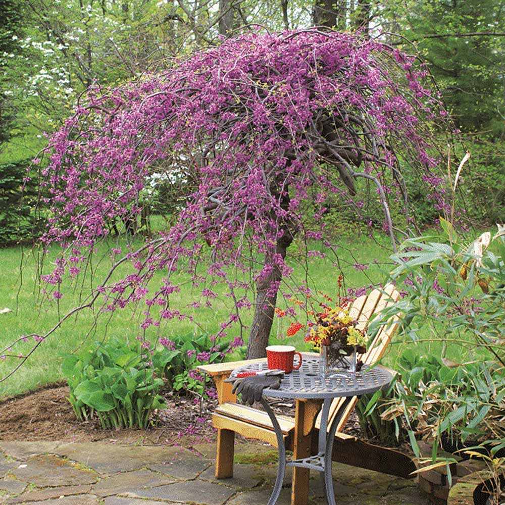LAVENDER TWIST WEEPING REDBUD TREE 5gal