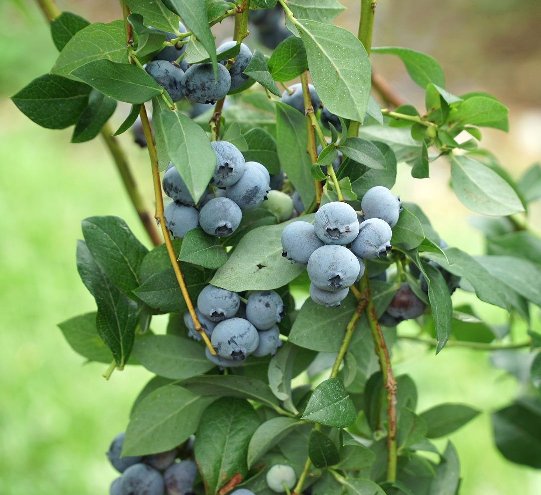LEGACY BLUEBERRY 6gal