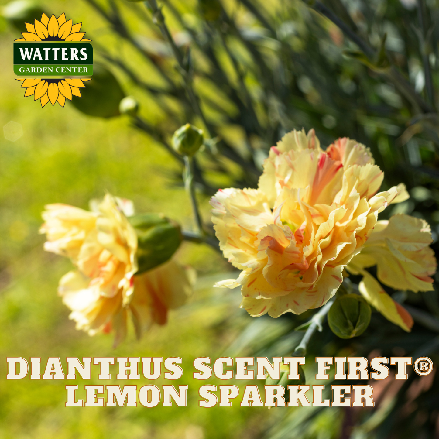 Yellow flowers with 'Watters Garden Center' logo and product name text.