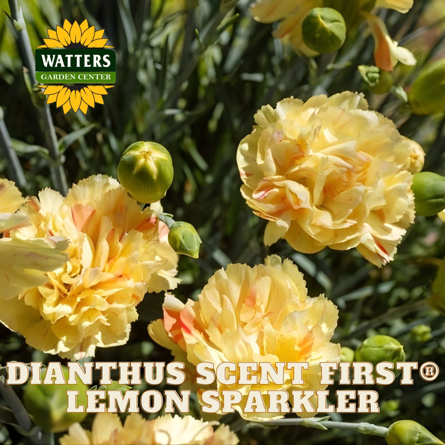 Yellow flowers with 'Watters Garden Center' logo and 'Dianthus Scent First Lemon Sparkler' text.