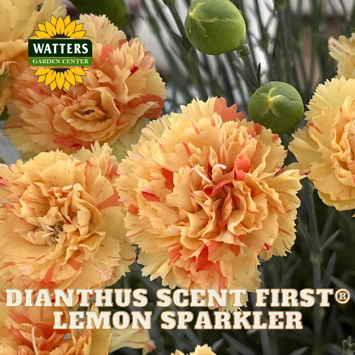 Dianthus Scent First Lemon Sparkler flowers with Watters Garden Center logo.