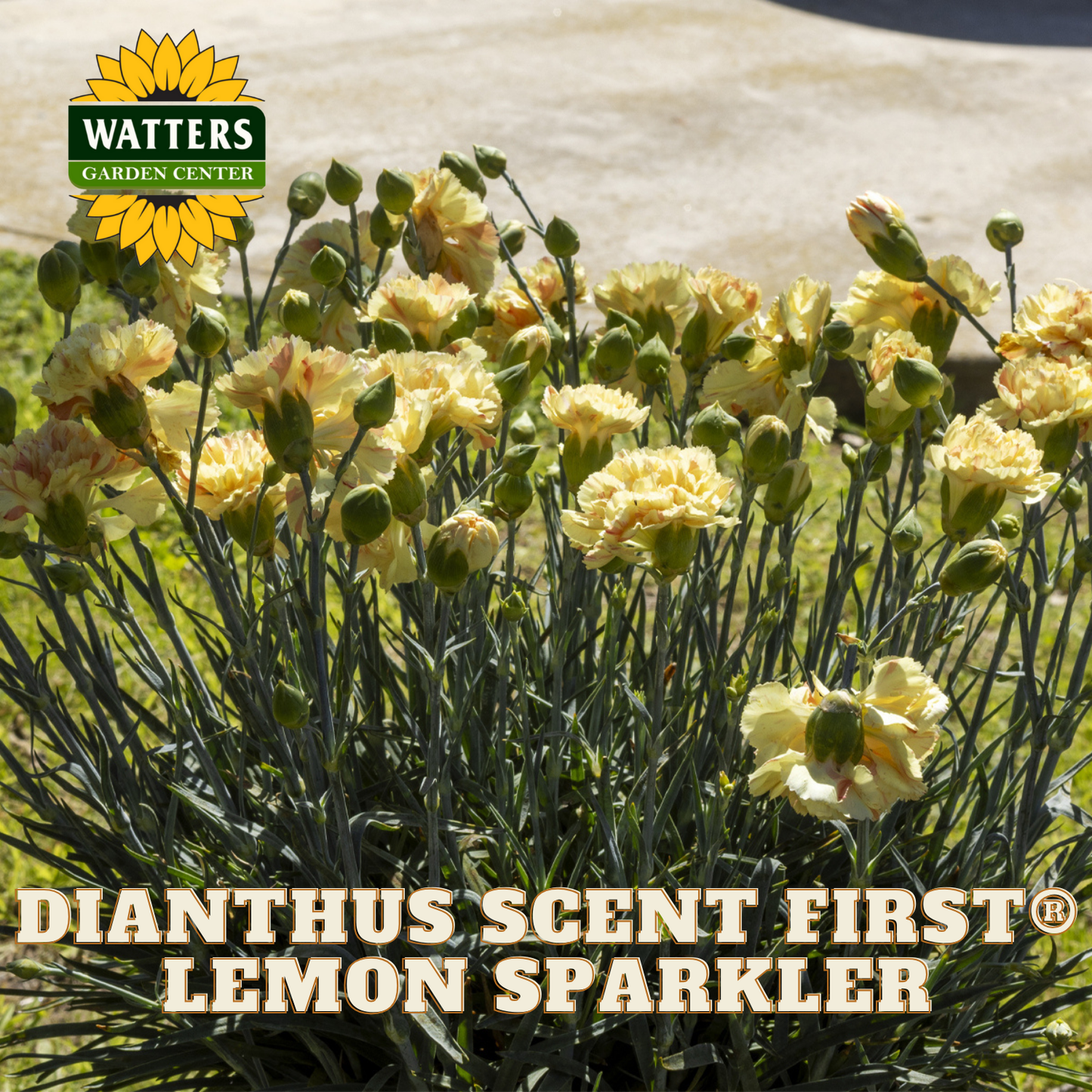 Dianthus Scent First Lemon Sparkler flowers with Watters Garden Center logo.