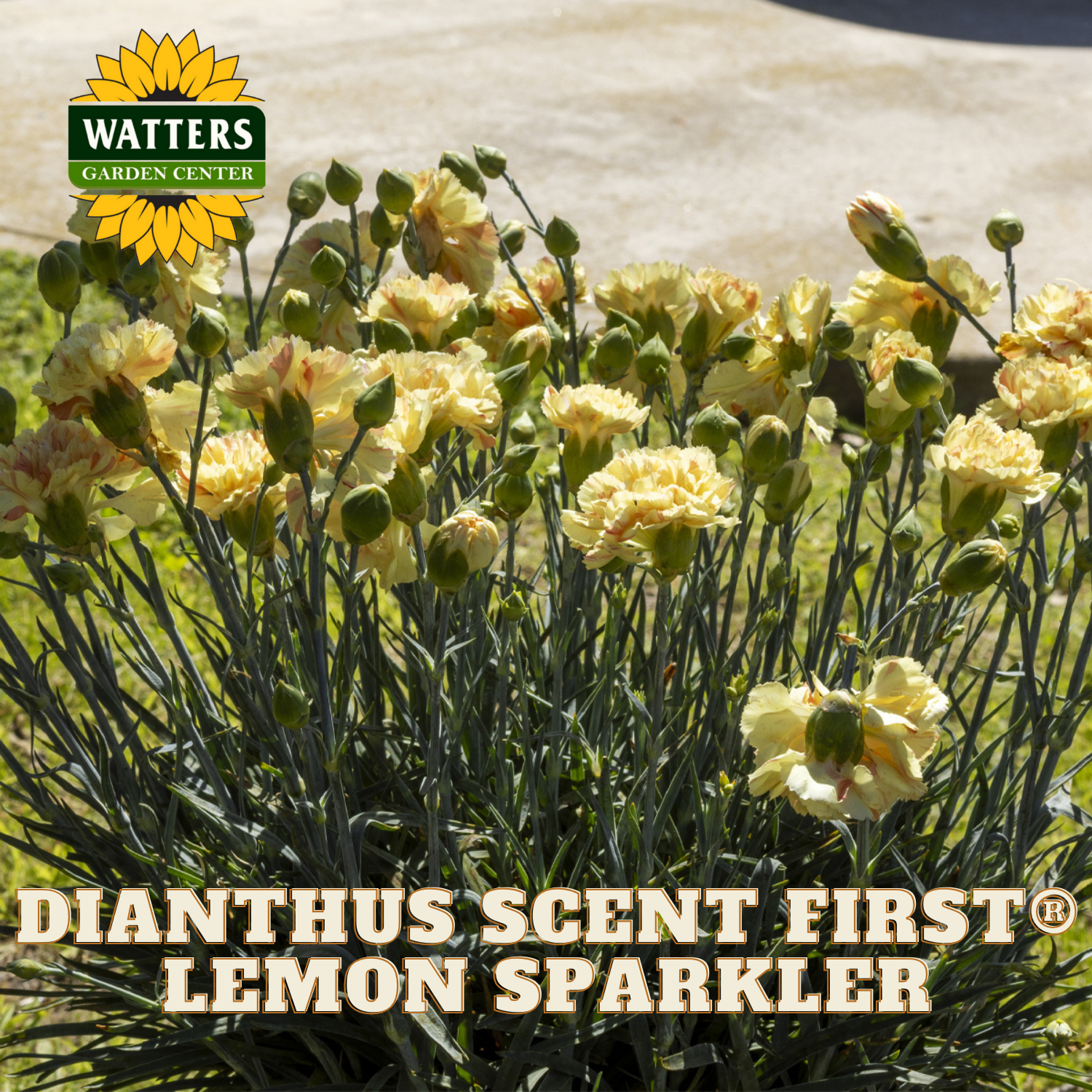 Dianthus Scent First Lemon Sparkler flowers with Watters Garden Center logo.