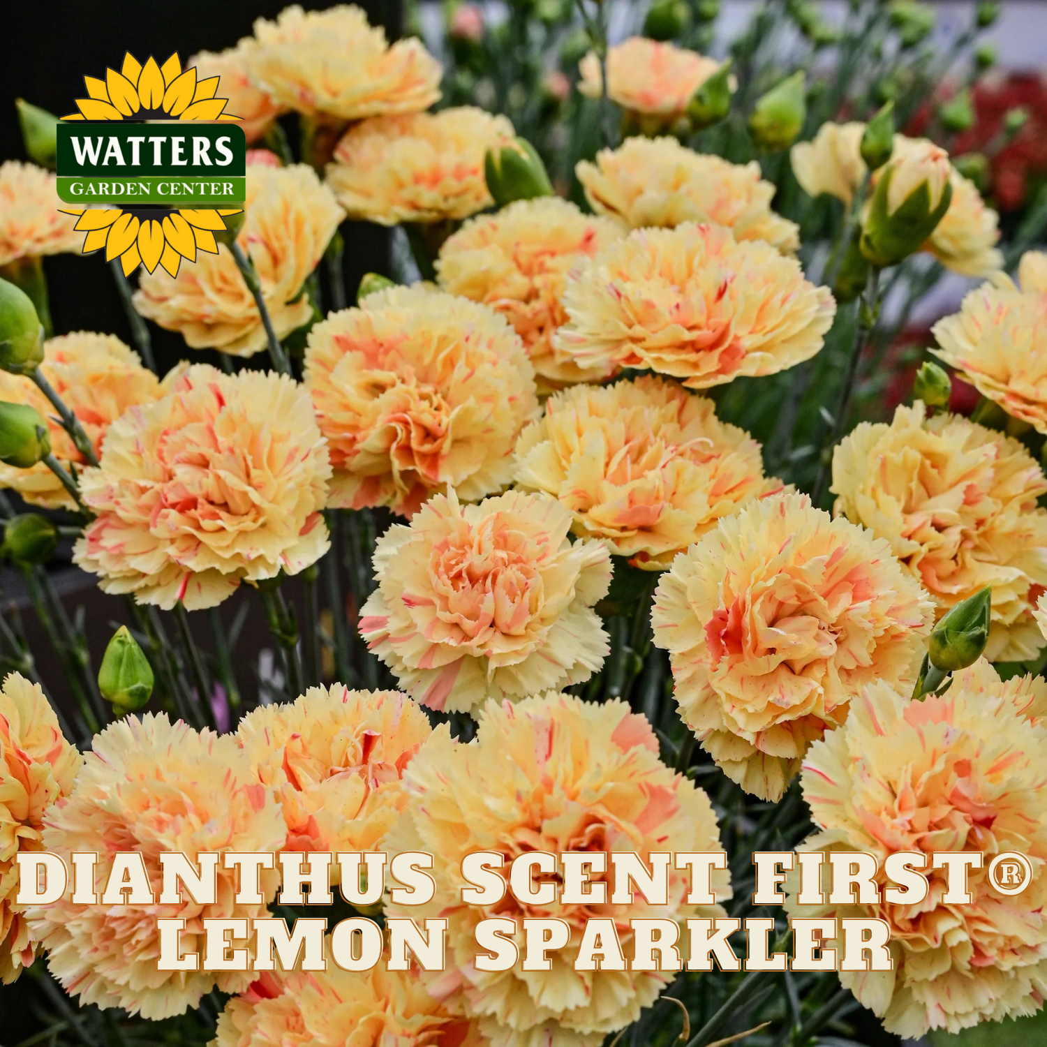 Bouquet of Dianthus Scent First Lemon Sparkler flowers with Watters Garden Center logo.