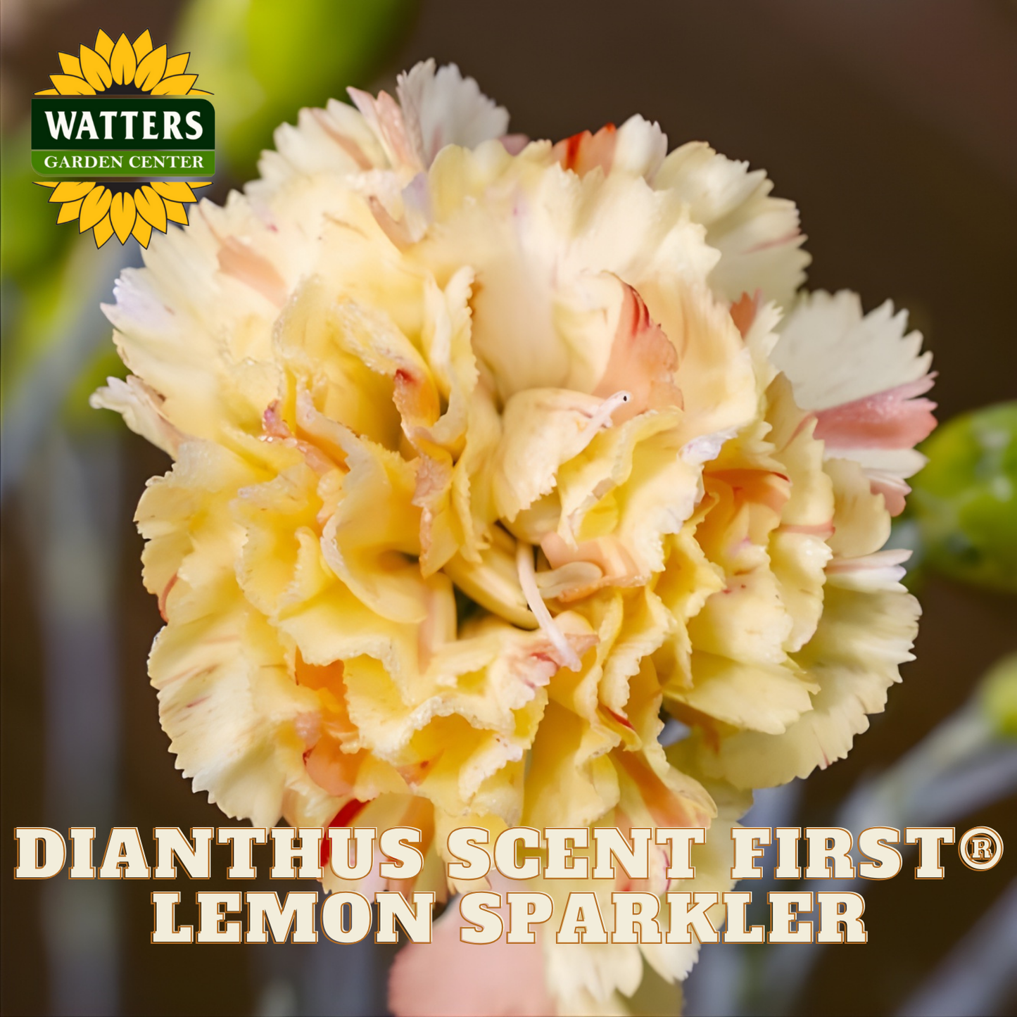 Yellow dianthus flower with 'Watters Garden Center' logo and product name text.