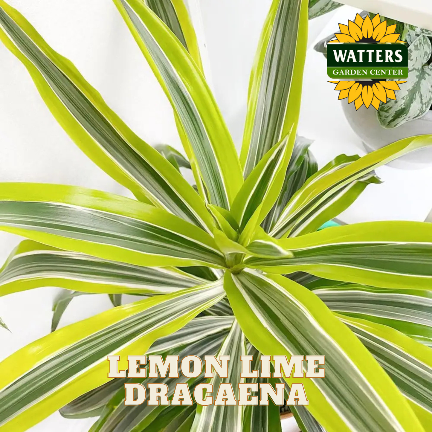 Lemon Lime Dracaena plant with Watters Garden Center logo in the corner.