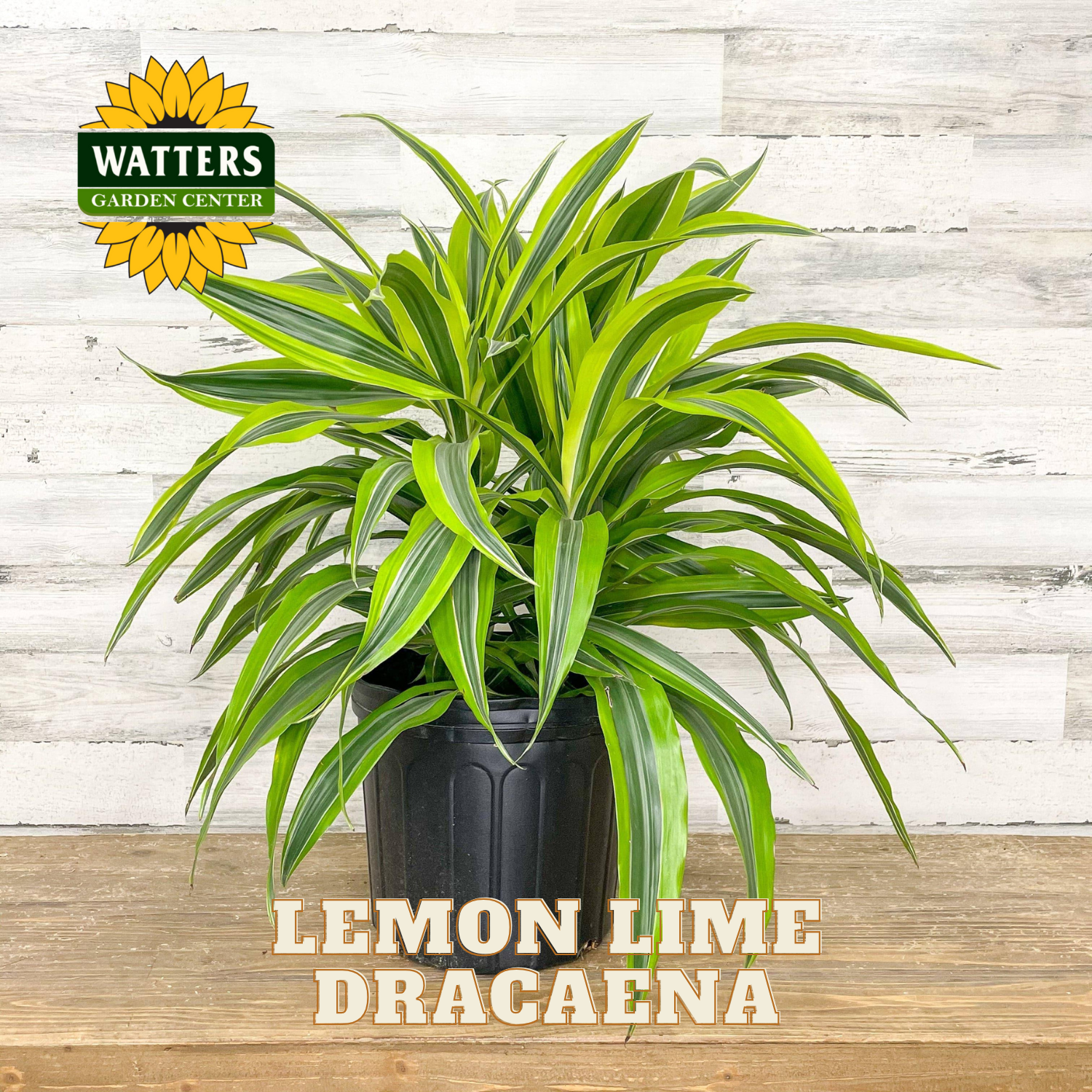 Potted Lemon Lime Dracaena plant with Watters Garden Center logo on a wooden surface.