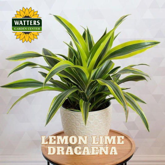 Potted Lemon Lime Dracaena plant with Watters Garden Center logo on a light background