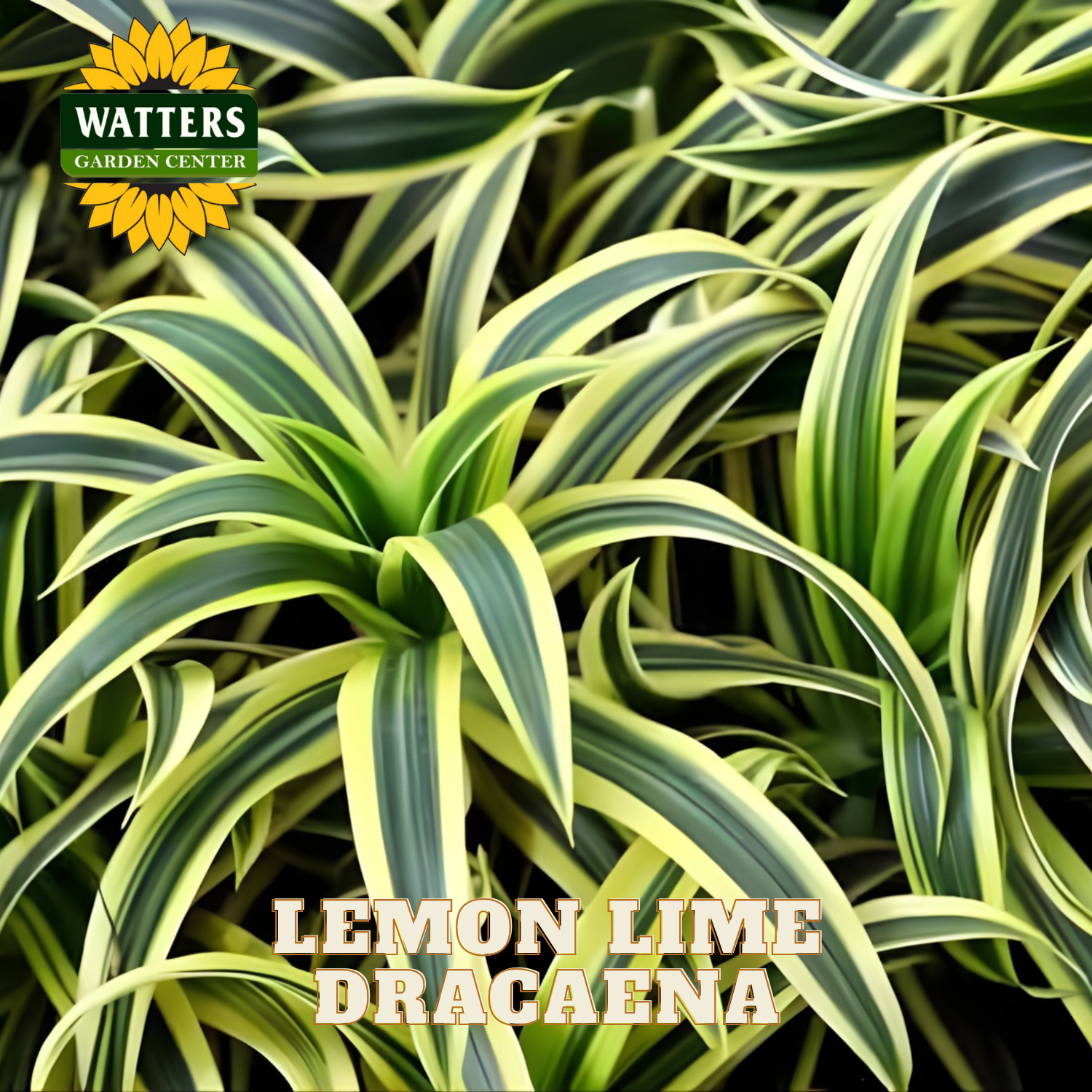 Lemon Lime Dracaena plant with Watters Garden Center logo